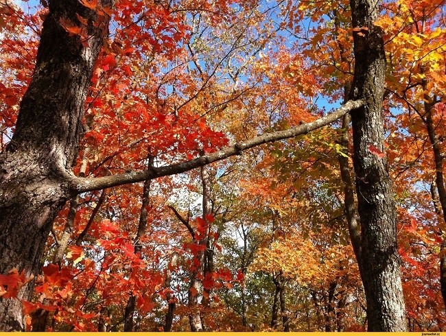 Two trees growing into each other